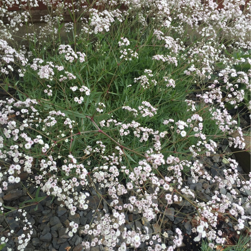 Plant image Gypsophila repens 'Rosea Schonheit'