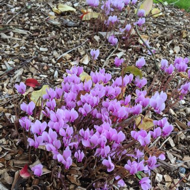 Cyclamen (Species) Ivy-Leaved Cyclamen