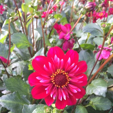 Border Dahlia