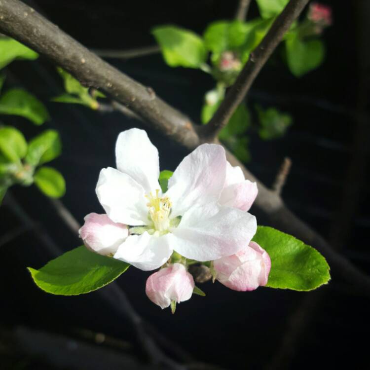 Plant image Malus domestica 'Fiesta' syn. Malus domestica 'Red Pippin'