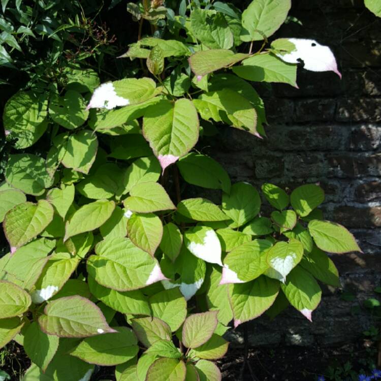 Plant image Actinidia kolomikta syn. Actinidia maloides