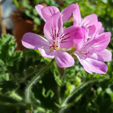 Pelargonium (Species) Sweet Scented Pelargonium