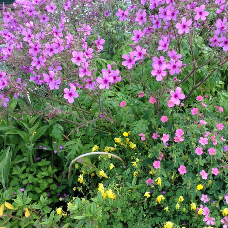 Oxford Cranesbill 'Claridge Druce'