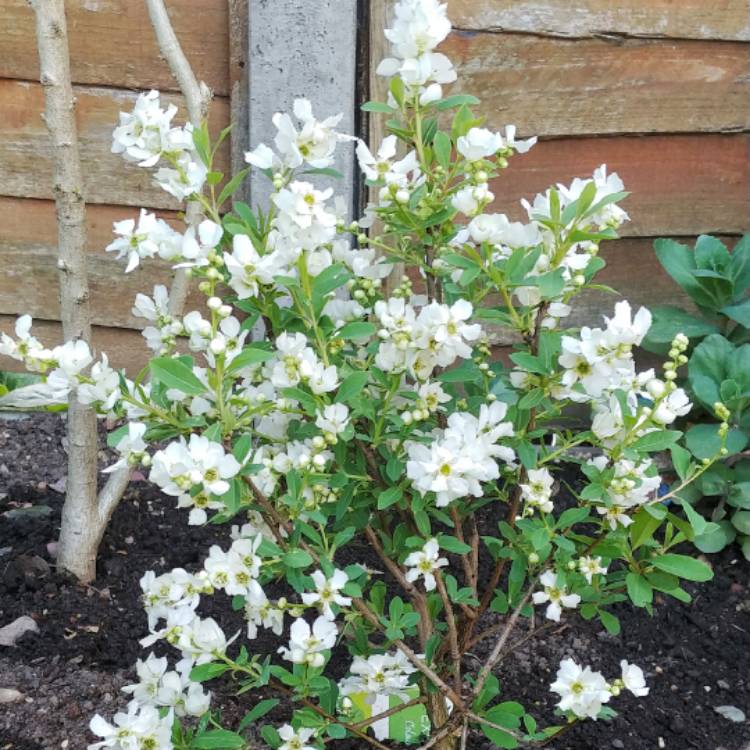 Plant image Exochorda racemosa 'Niagara'