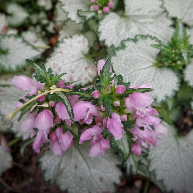 Plant image Lamium