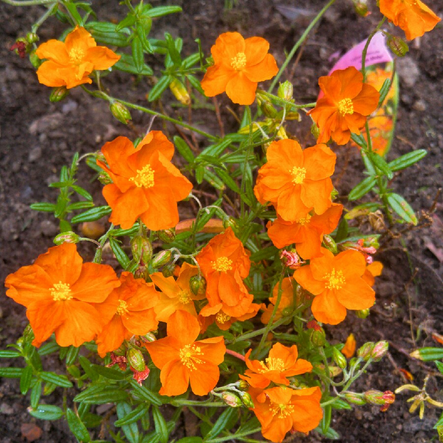 Plant image Helianthemum 'Ben Mohr'