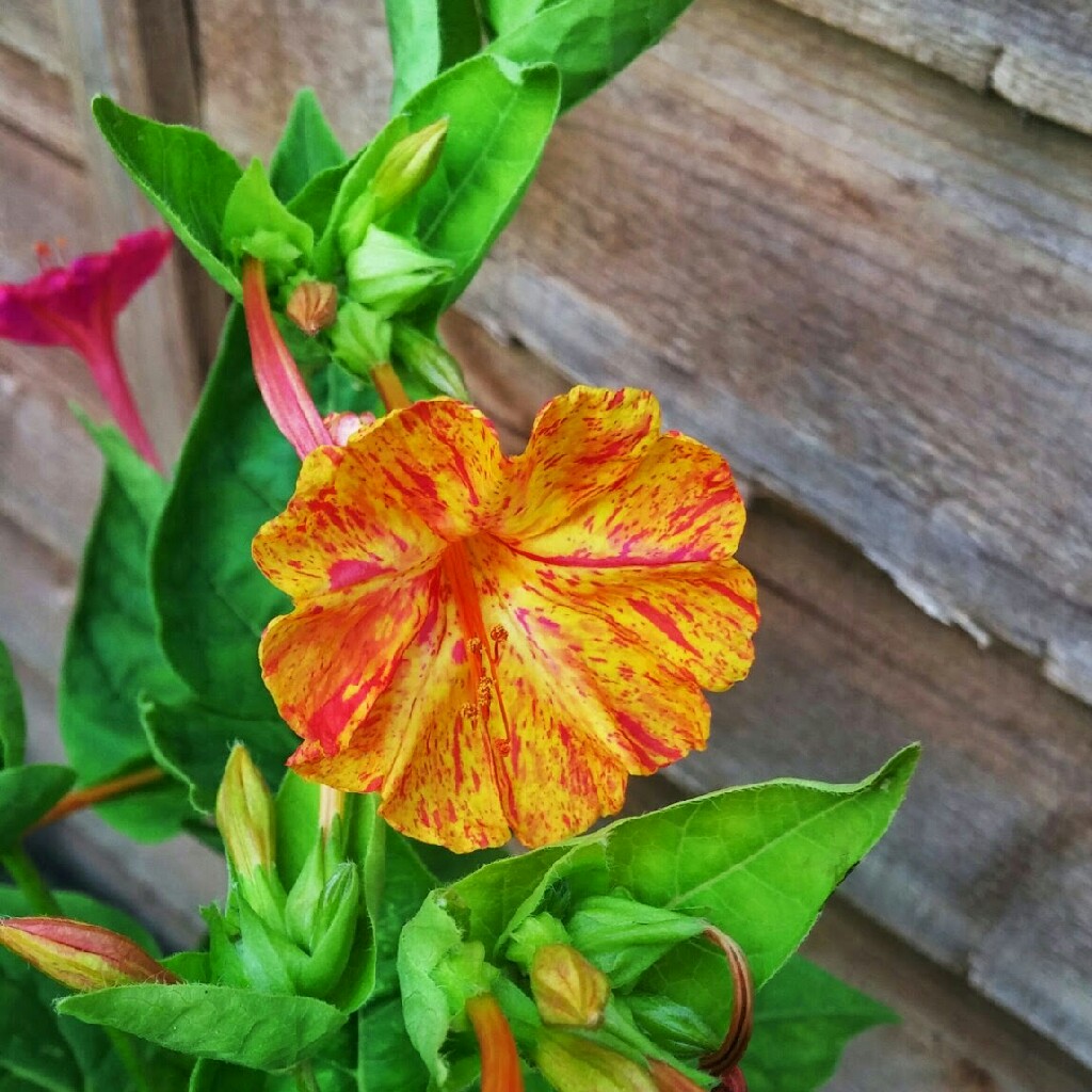 Mirabilis jalapa