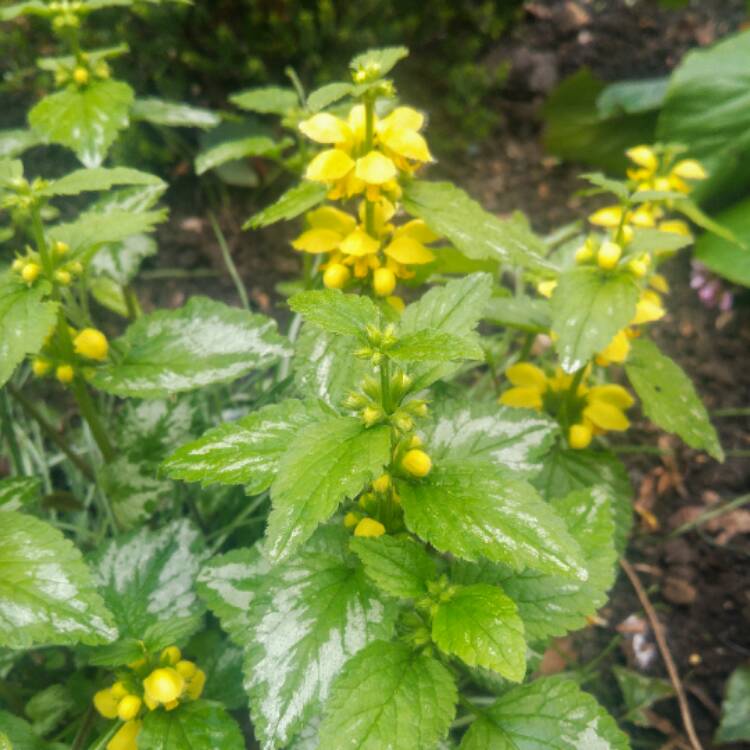 Plant image Lamium galeobdolon