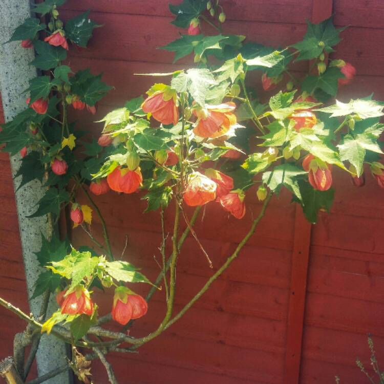 Plant image Abutilon