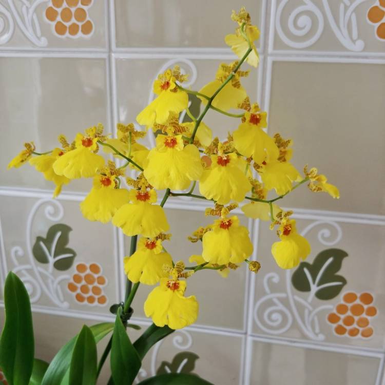 Plant image Oncidium Sphacelatum