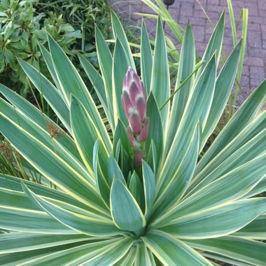 Variegated Spanish Daggers