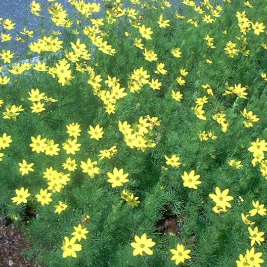 Plant image Coreopsis tinctoria