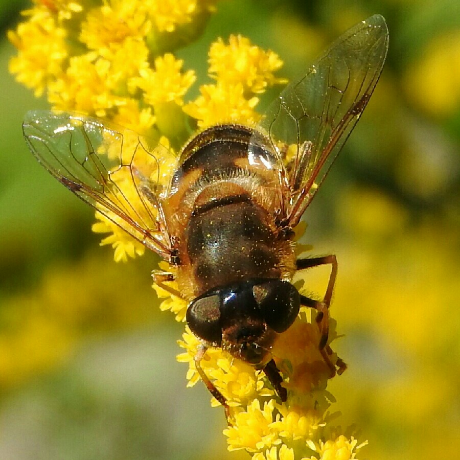 Plant image Solidago 'Goldenmosa'