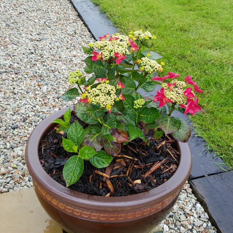 Plant image Hydrangea macrophylla 'Lady in Red'