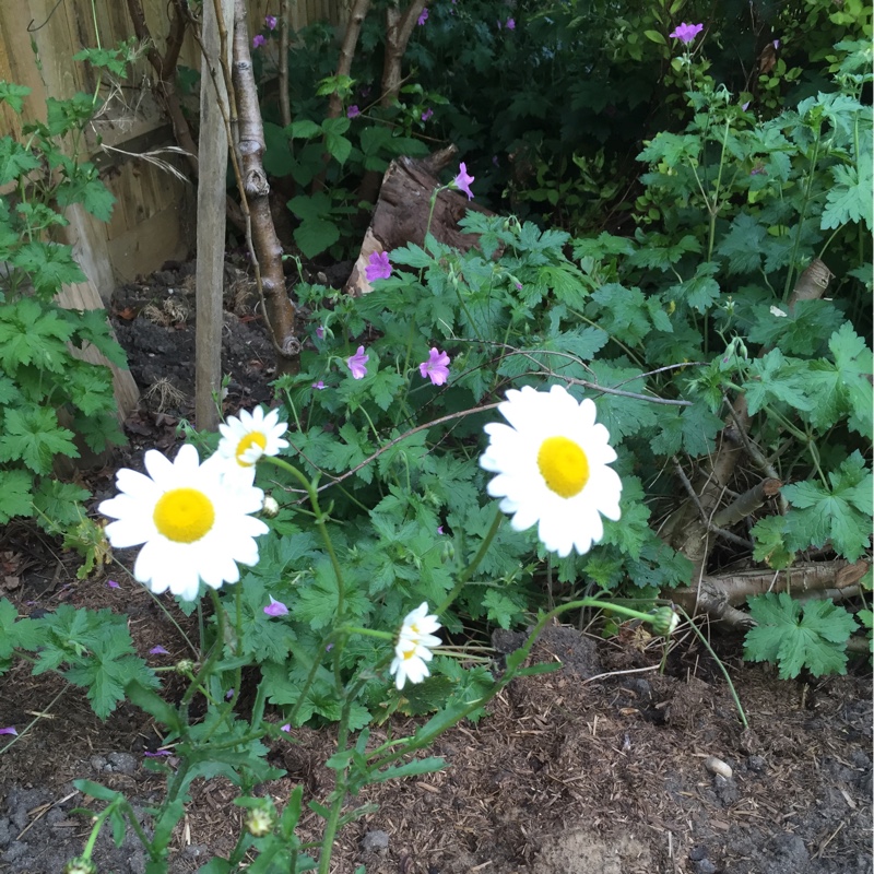 Alpine moon daisy