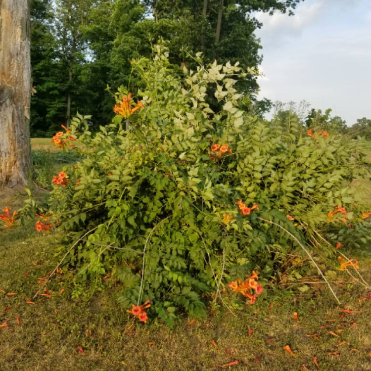 Plant image Pyrostegia Venusta syn. Bignonia ignea ;  Bignonia venusta