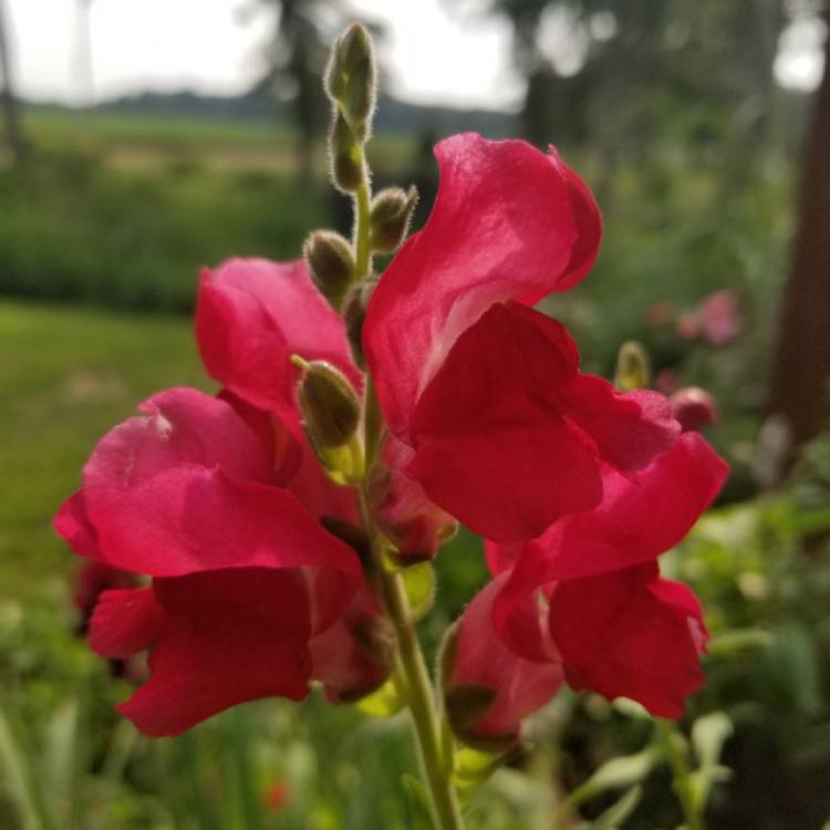 Plant image Antirrhinum majus 'Black Prince'