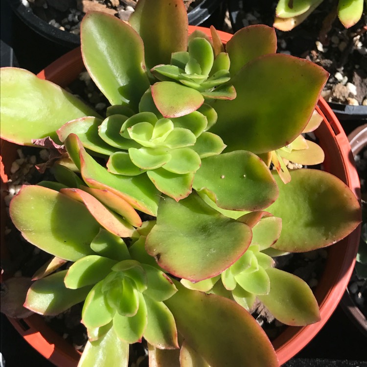 Plant image Echeveria Candy