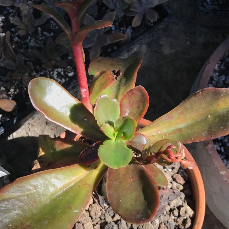 Plant image Echeveria Fimbriata