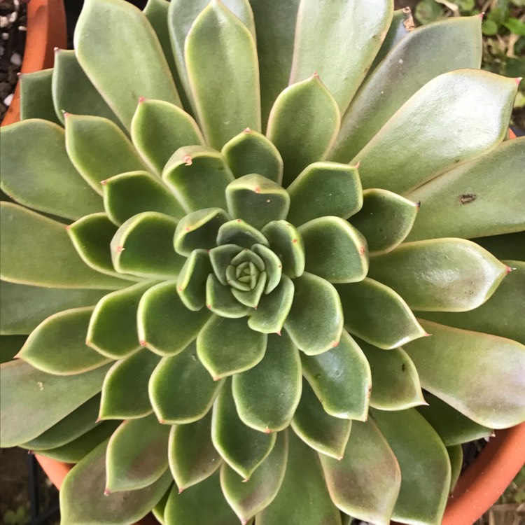 Plant image Echeveria Mira