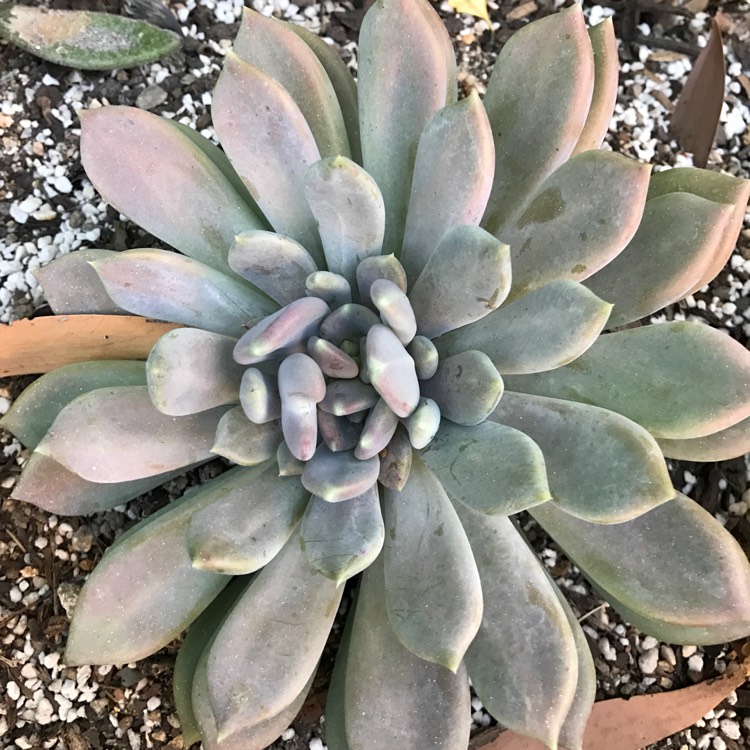 Plant image x Pachyveria Draco