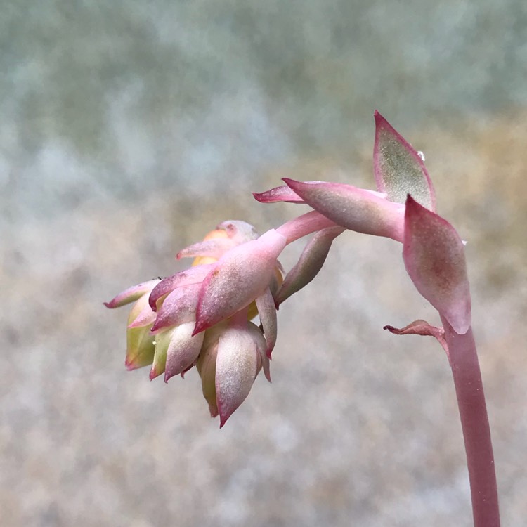 Plant image Echeveria Esther