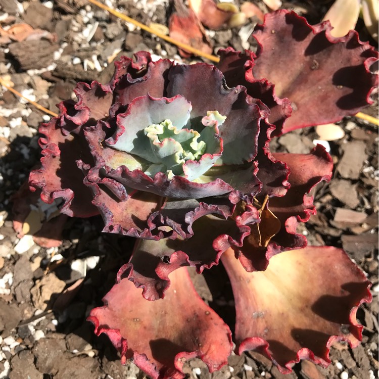 Plant image Echeveria Black Opal