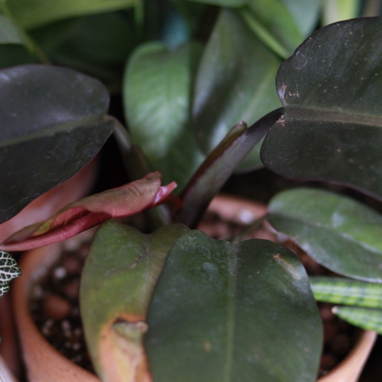 Plant image Philodendron 'Black Cardinal' syn. Philodendron erubescens 'Black Cardinal'