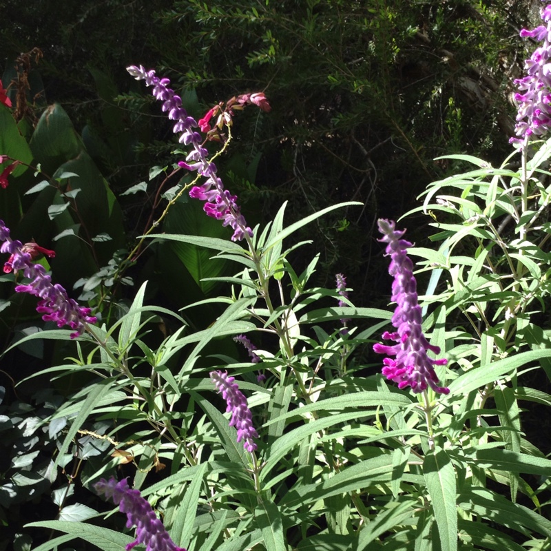 Plant image Salvia farinacea 'Sallyfun Blue'