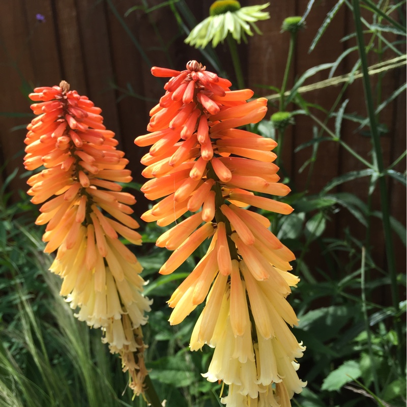 Plant image Kniphofia 'Tawny King'