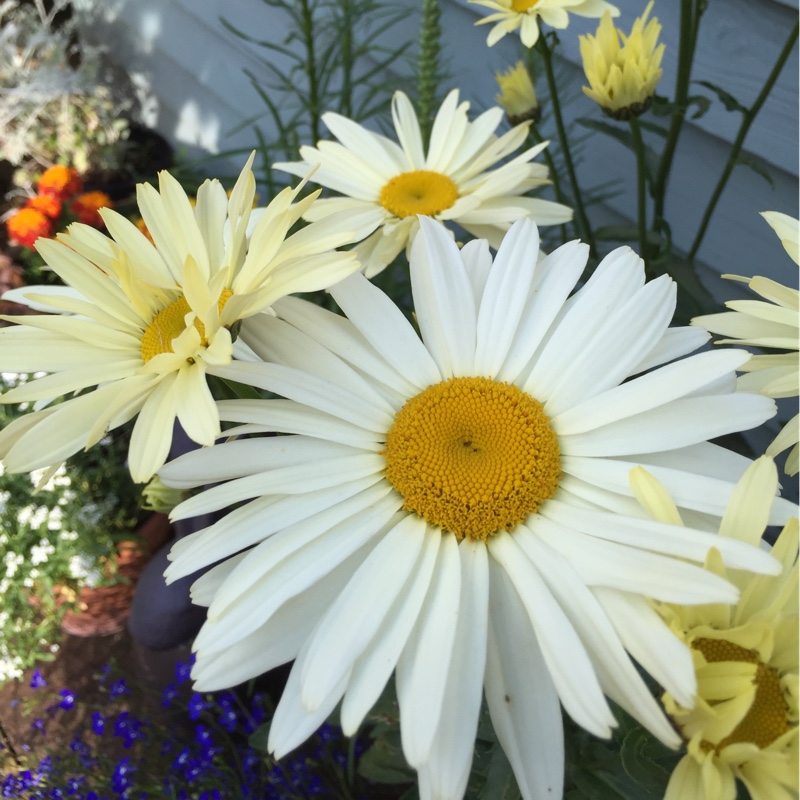 Leucanthemum x superbum 'Phyllis Smith'