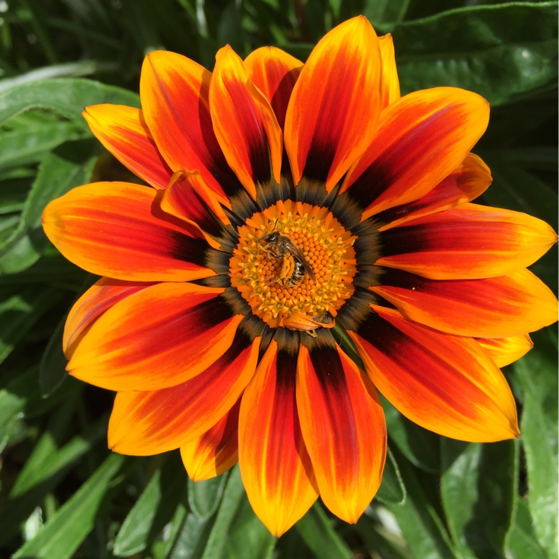 Gazania 'Orange Flame'