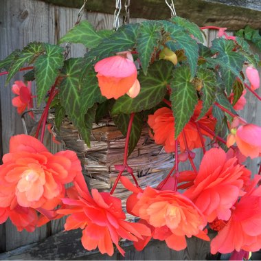 Begonia (Tuberous)