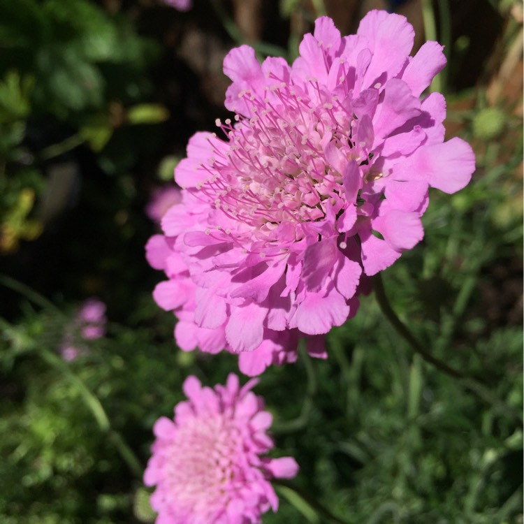 Plant image Scabiosa incisa 'Kudo'