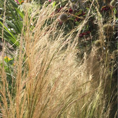 Nassella tenuissima syn. Stipa tenuissima