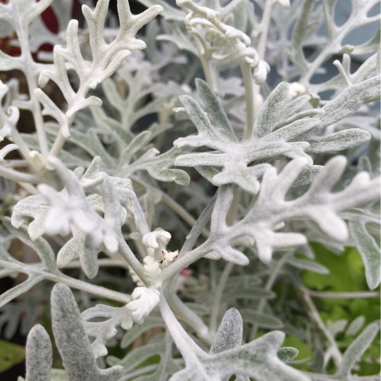 Plant image Centaurea cineraria subsp. cineraria