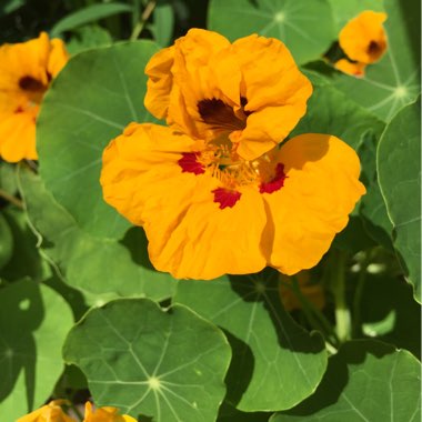 Tropaeolum majus 'Tom Thumb'