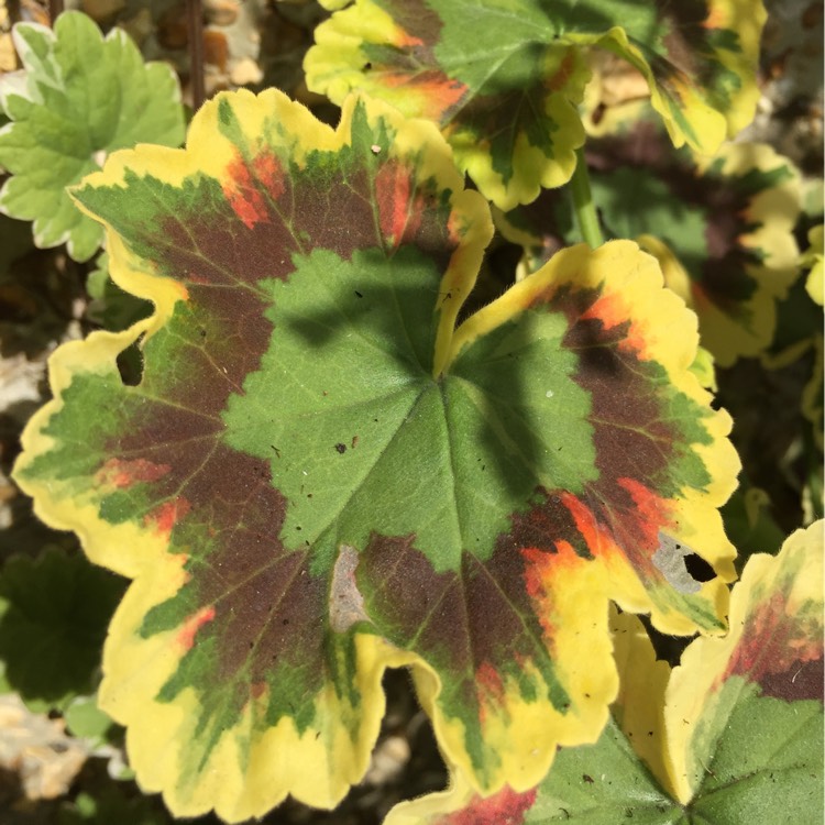 Plant image Pelargonium 'Mrs Pollock'