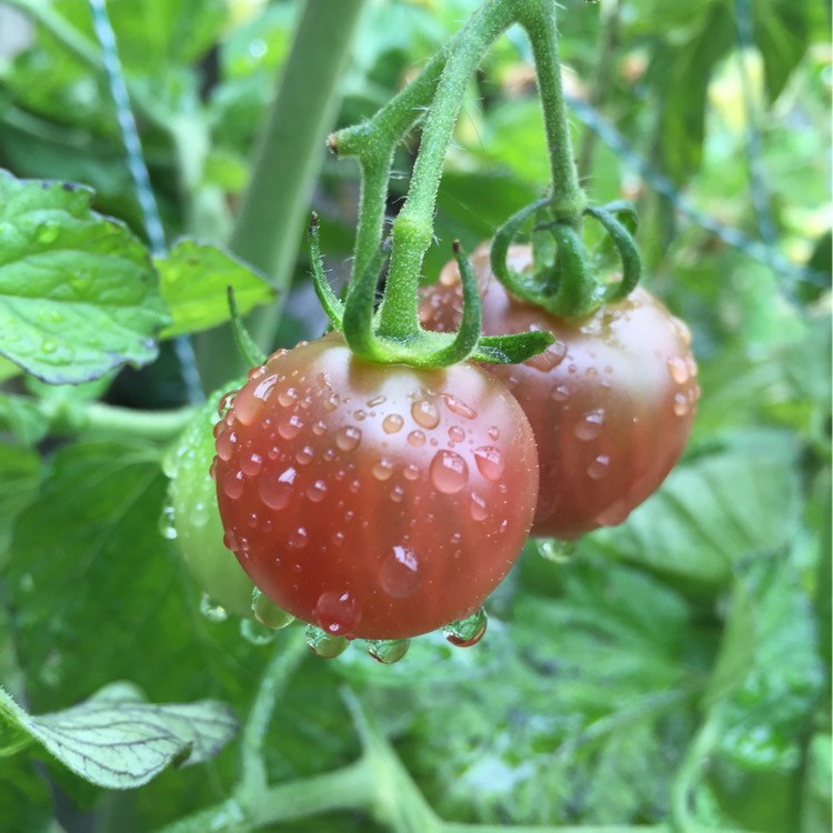 Plant image Solanum Lycopersicum var. cerasiforme 'Black Opal'