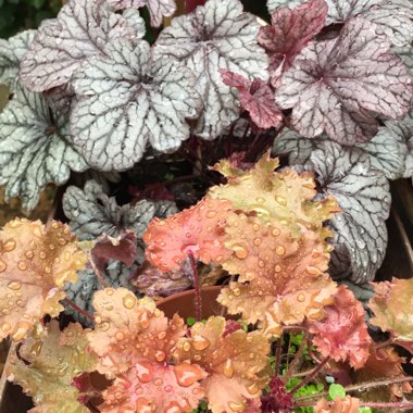 Heuchera 'Blackberry Jam'