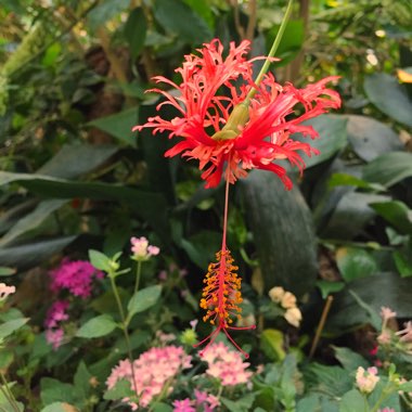 Hibiscus schizopetalus