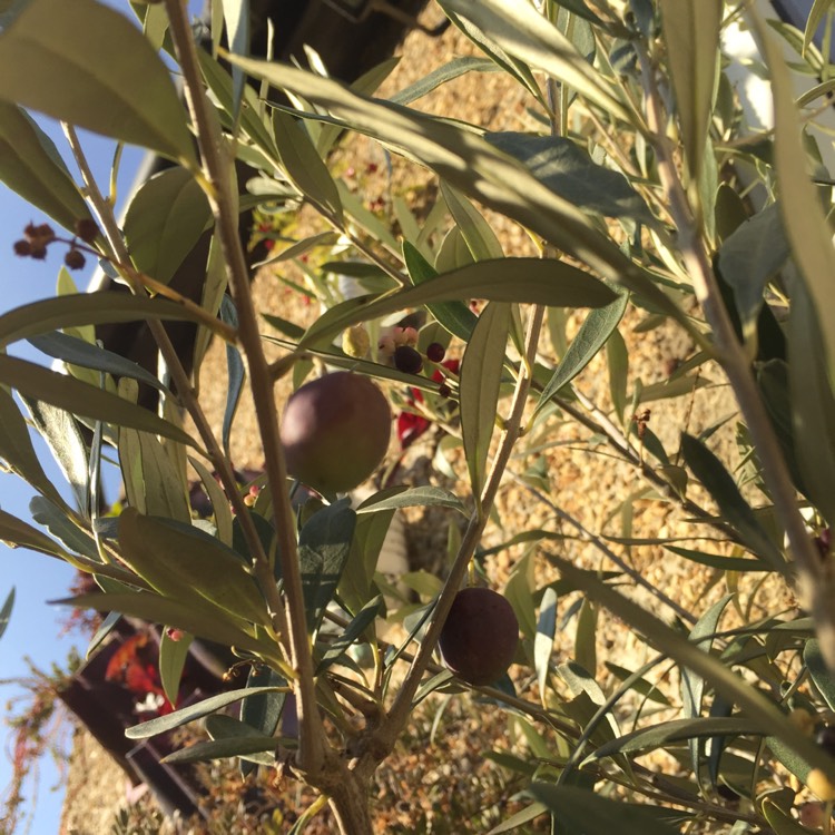 Plant image Olea europaea