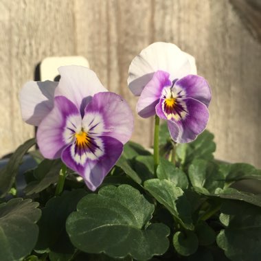 Viola cornuta x williamsiana 'Sorbet Pink Halo'