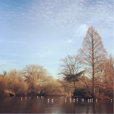 Taxodium distichum