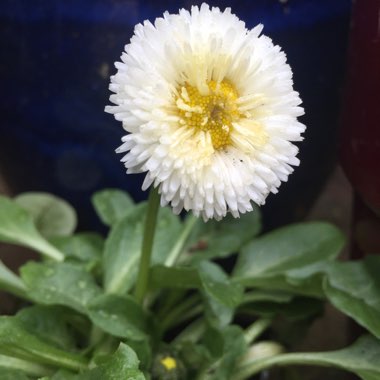 Bellis Perennis