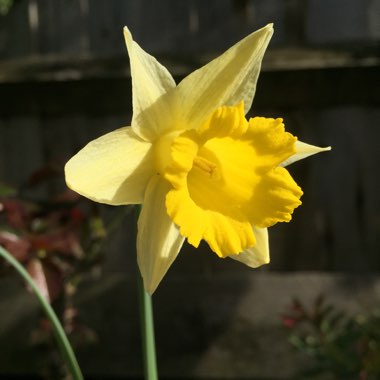 Narcissus pseudonarcissus