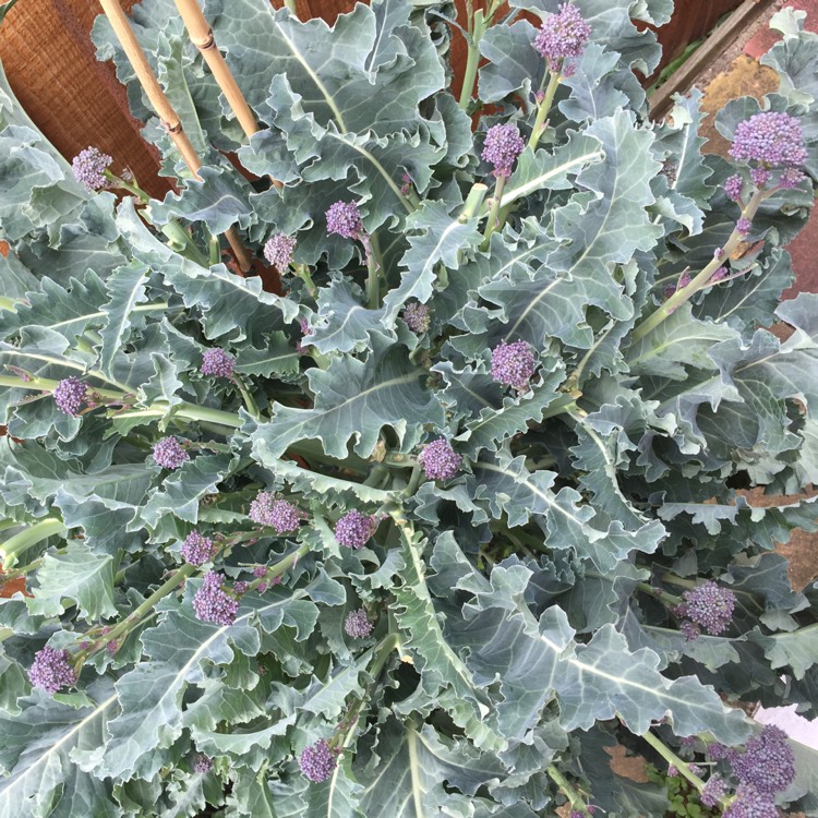 Plant image Brassica oleracea (Italica Group) 'Purple Sprouting'