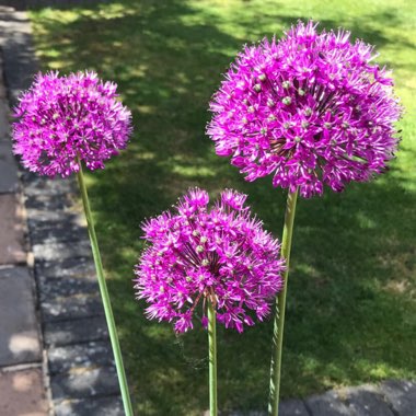 Allium hollandicum 'Purple Sensation' syn. Allium 'Purple Sensation', Allium aflatunense 'Purple Sensation'