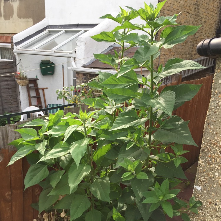 Plant image Helianthus Tuberosus