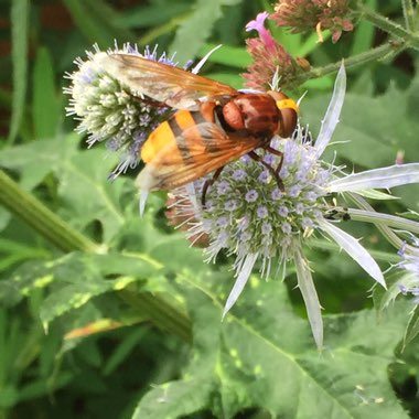 Eryngium variifolium